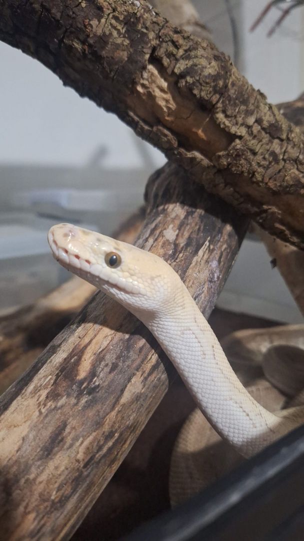 1.0 Super Pastel Lesser 100% het Clown