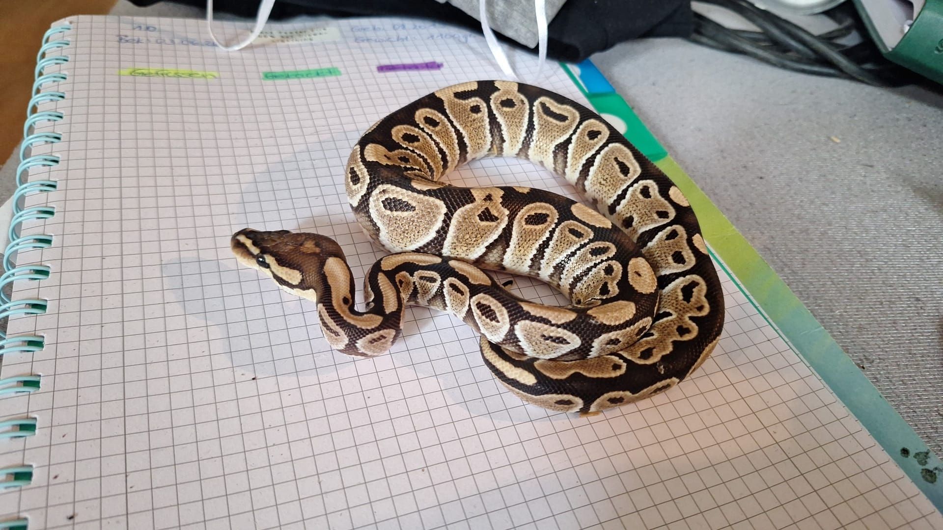 1.0 Classic het Clown