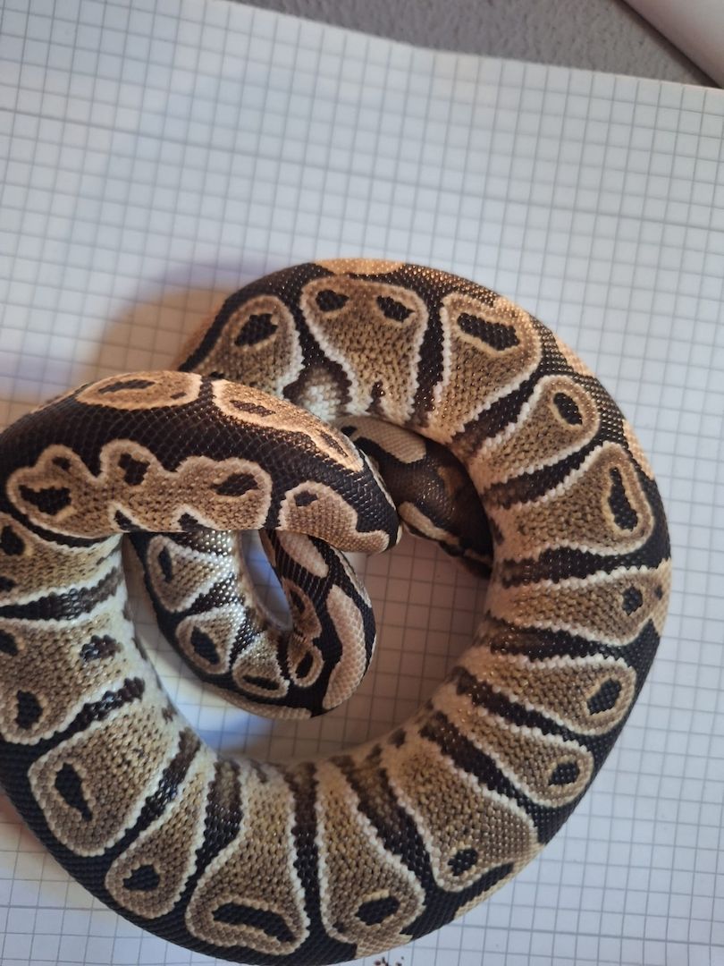 1.0 Classic het Clown