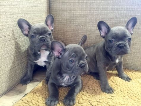 Französische Bulldogge Welpen!!