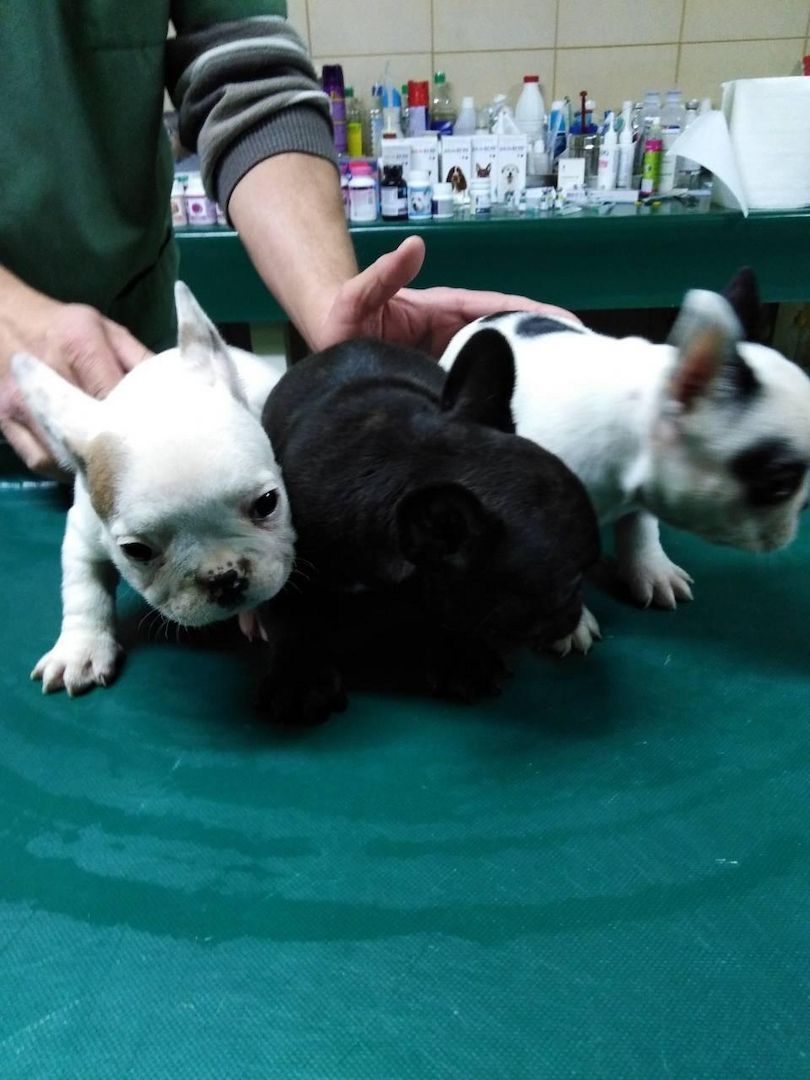 Französische Bulldogge Welpen,.