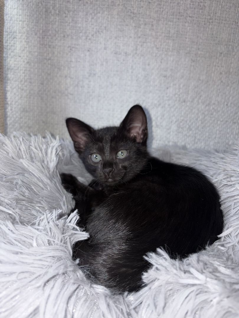 BKH kitten