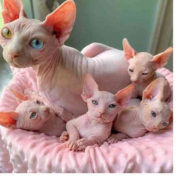 Sphynx-Kätzchen zur Adoption