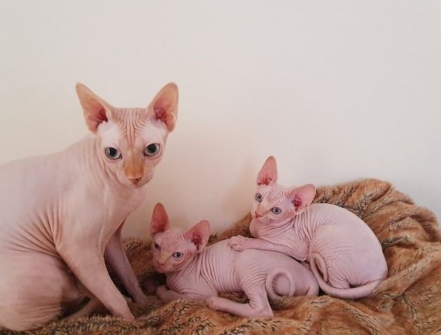 Liebliche und süße Sphynx-Kätzchen suchen ein neues Zuhaus