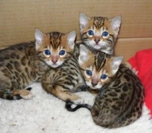 Niedliche Bengalkätzchen zur Adoption