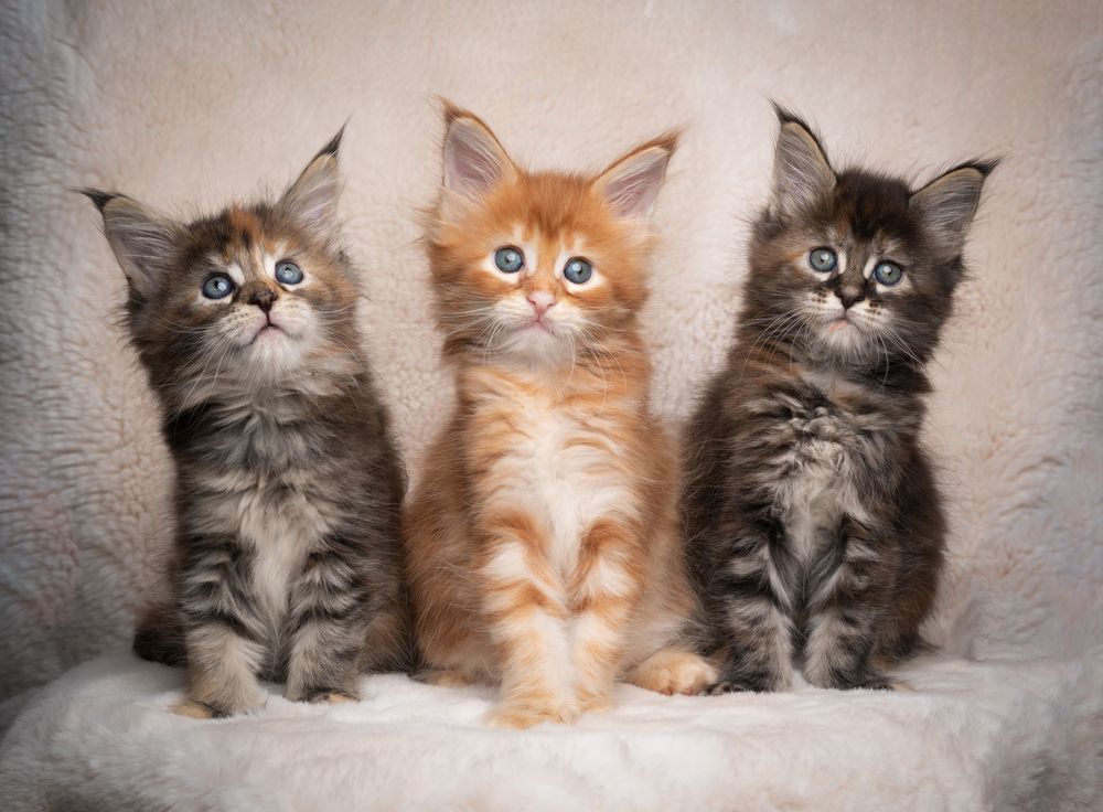 Freundliche Maine-Coon-Kätzchen zur Adoption