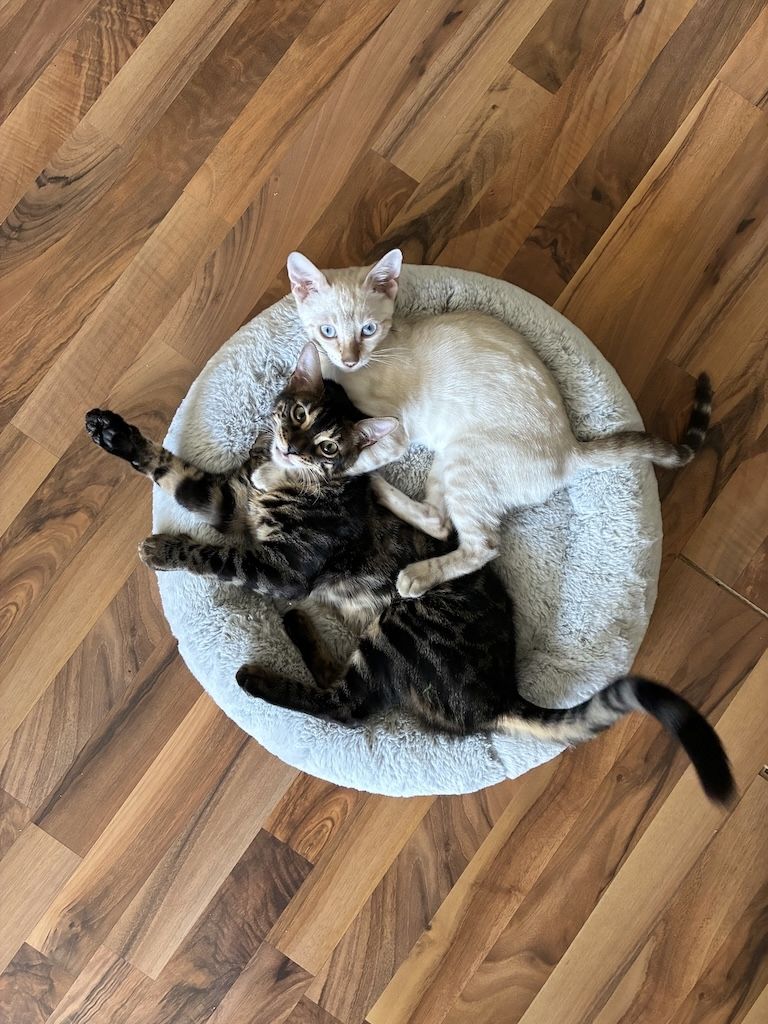 Reinrassige Bengal-Katzen in liebevolle Hände abzugeben, mit Stammbaum.