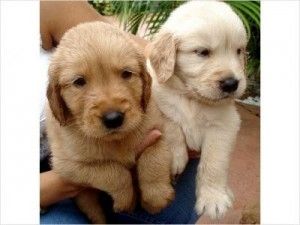 Golden Retriever Welpen zu adoptieren