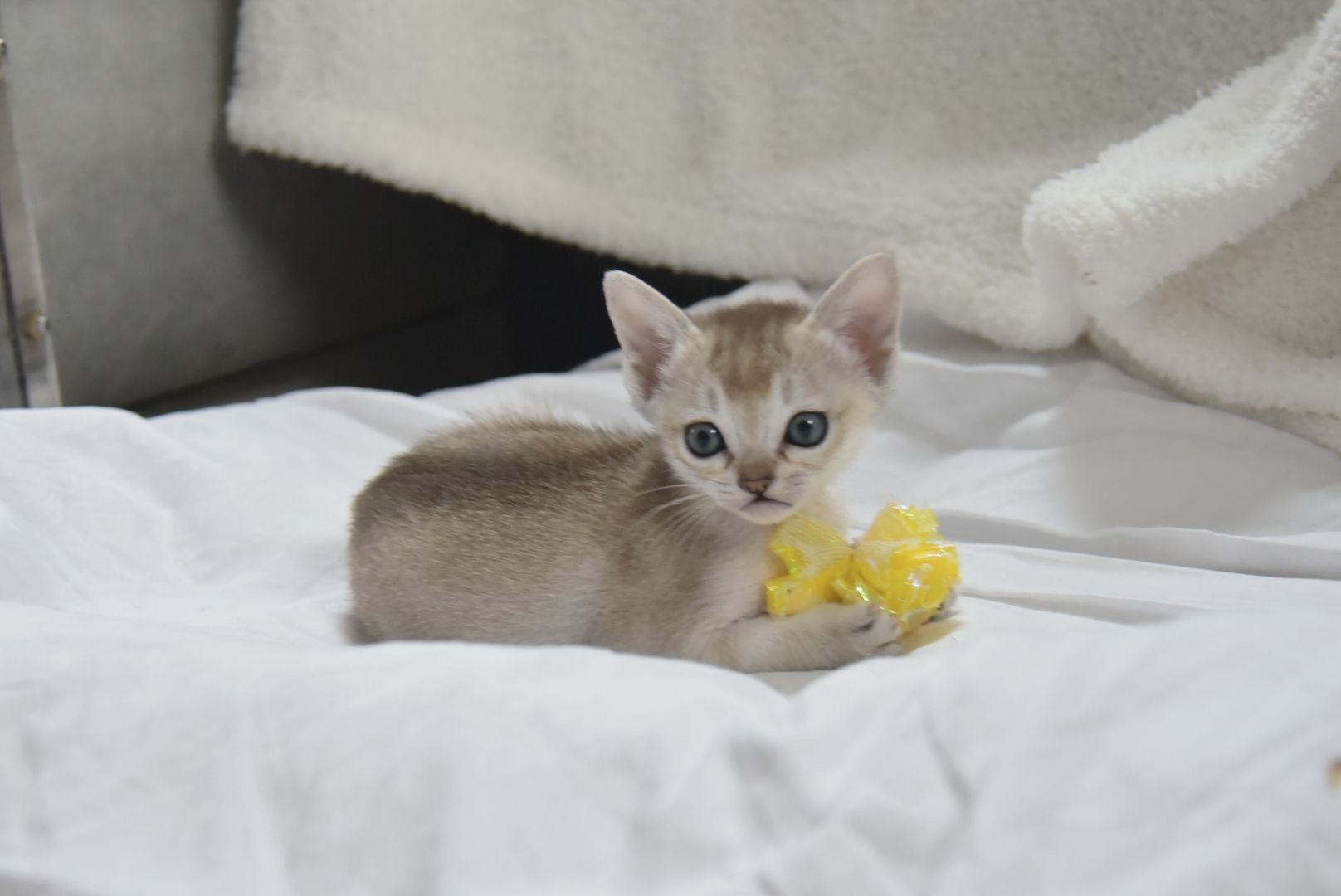 Singapura Kitten reinrassig zu verkaufen