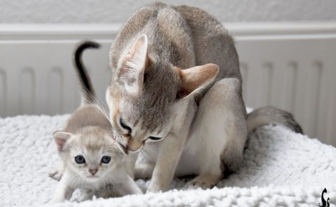 Singapura Kitten reinrassig zu verkaufen