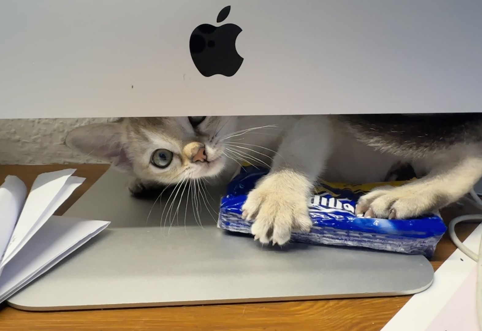 Singapura Kitten reinrassig zu verkaufen