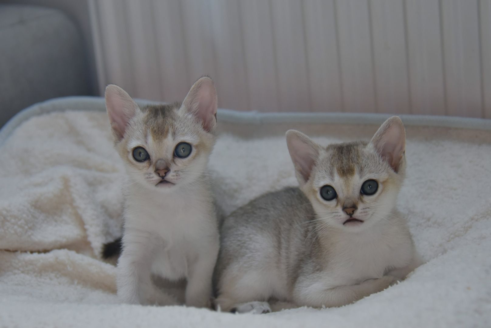 Singapura Kitten reinrassig zu verkaufen