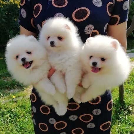 MINI POMERANIAN ZWERGSPITZ BOO WELPEN ZUM VERSCHENKEN