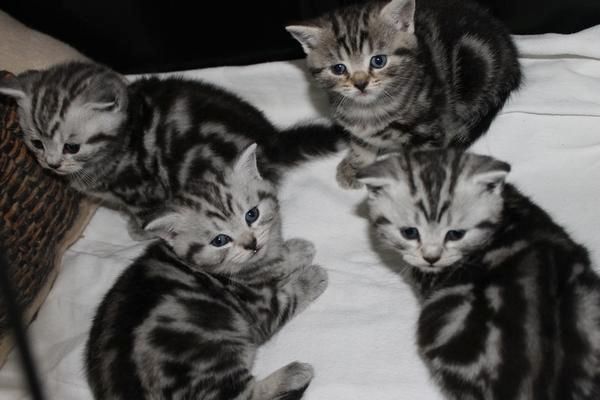 BKH kitten ,,