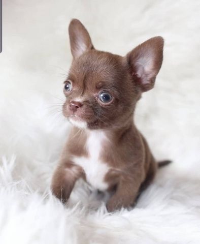 süße MINI chihuahua welpen mit Papieren !!