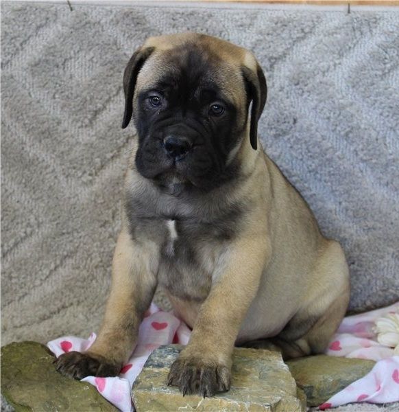 Bullmastiff Welpen suchen ihre Familie