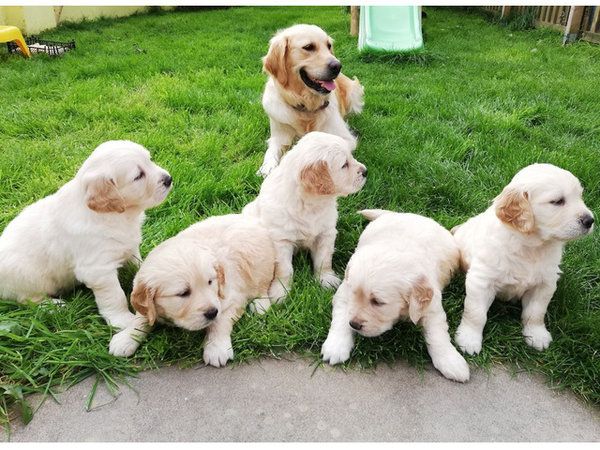 Golden-Retriever-Welpen