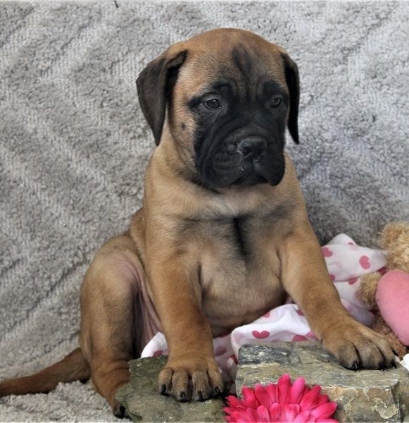 Bullmastiff Welpen suchen ihre Familie