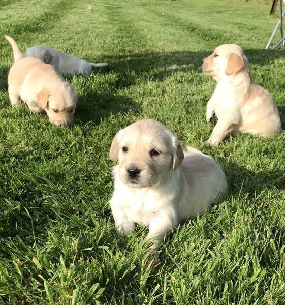 Golden-Retriever-Welpen