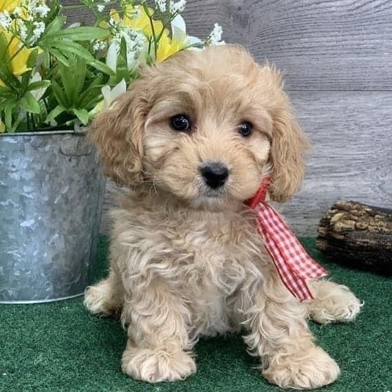 Maltipoo Welpen