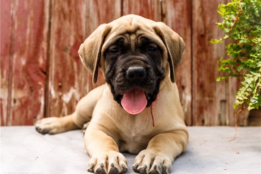 Reinrassige Bullmastiff Welpen