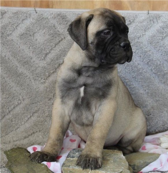 Reinrassige Bullmastiff Welpen
