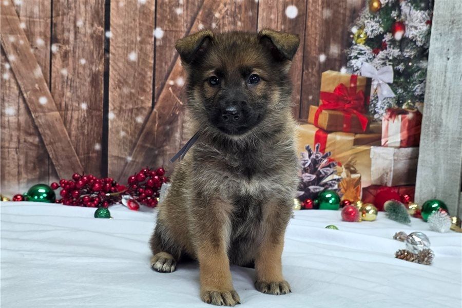 Deutsche Schäferhund Welpen