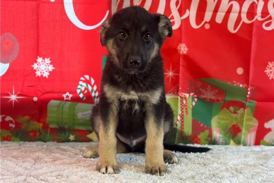 Deutsche Schäferhund Welpen