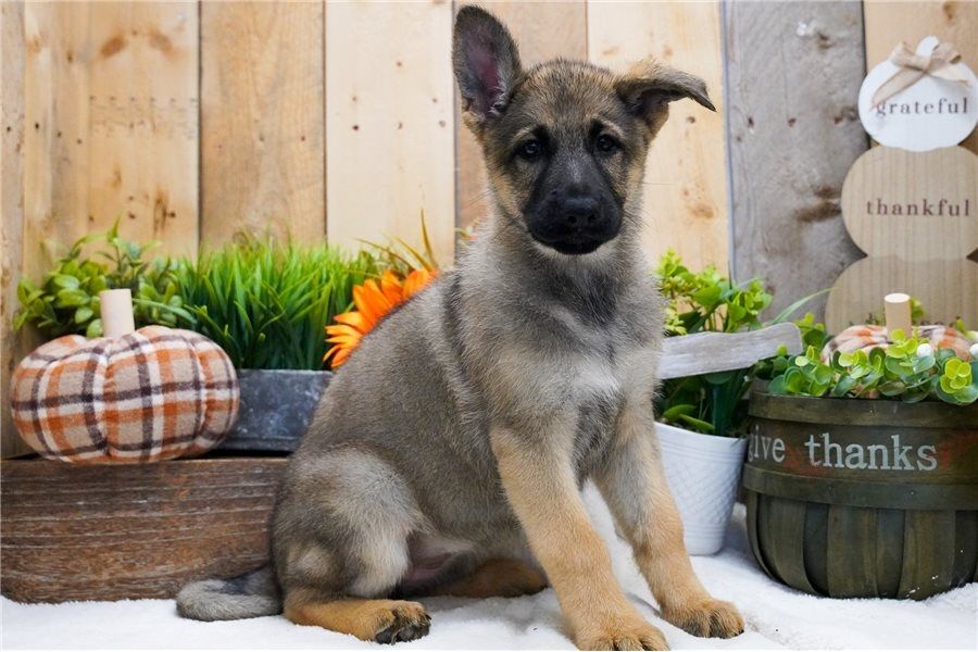 Deutsche Schäferhund Welpen