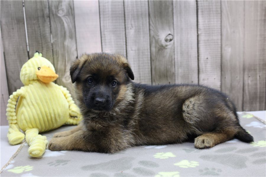 Deutsche Schäferhund Welpen