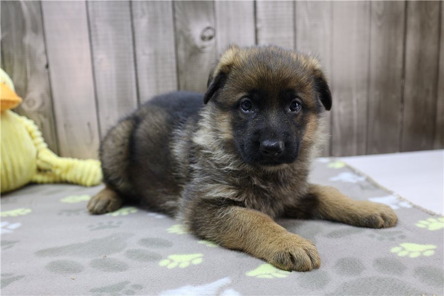 Deutsche Schäferhund Welpen .