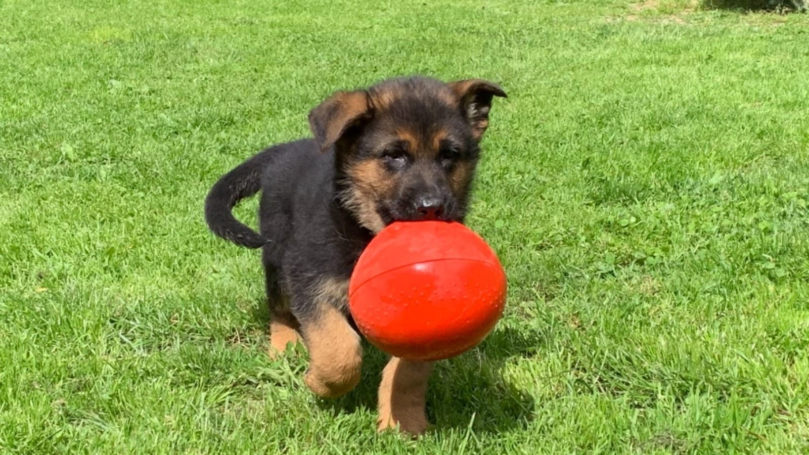 Deutsche Schäferhund Welpen