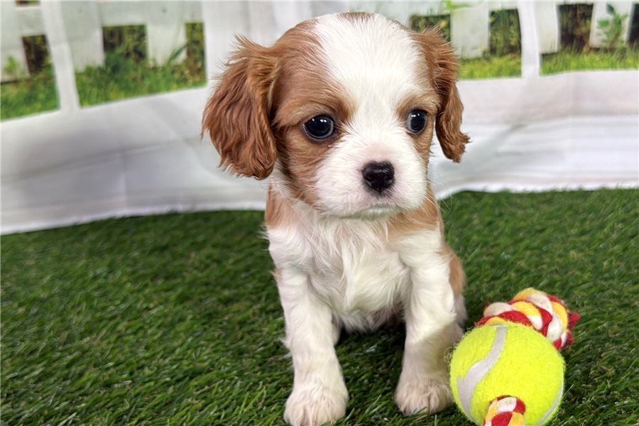 Cavalier King Charles Welpen Rüden und Hündinnen