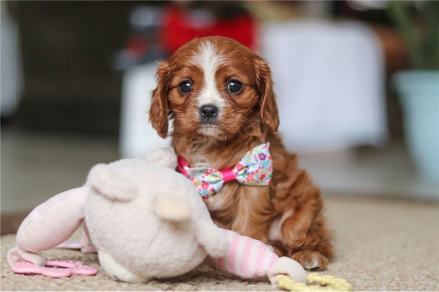Cavalier King Charles Welpen Rüden und Hündinnen