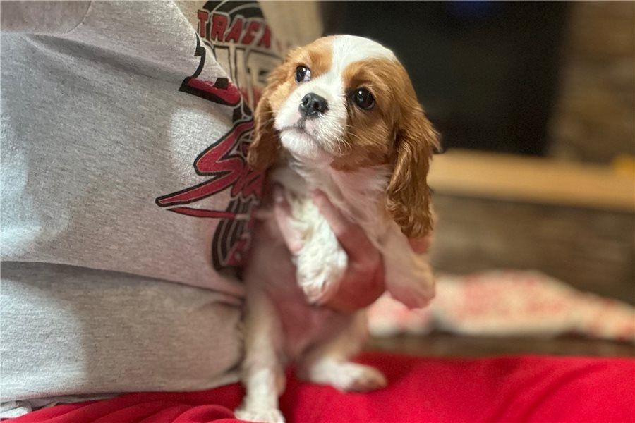 Cavalier King Charles Welpen