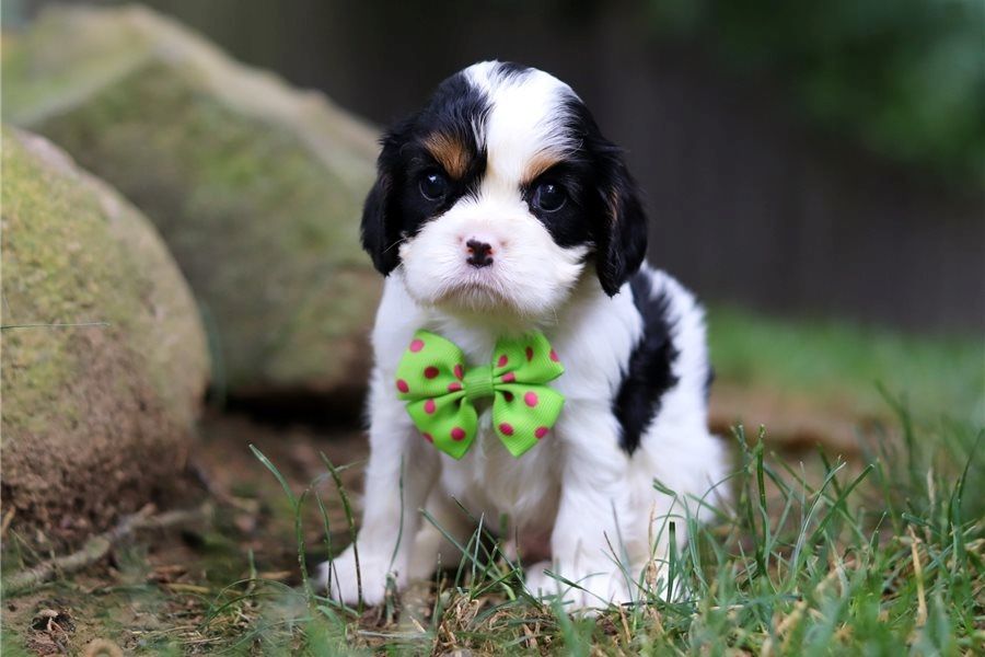 Cavalier King Charles Welpen