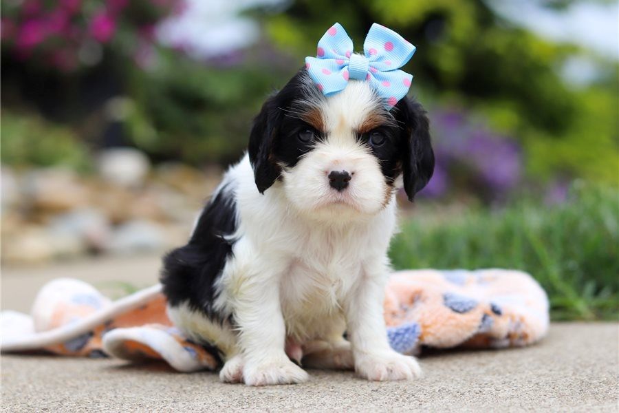 Cavalier King Charles Welpen
