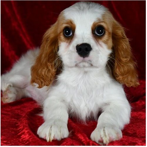 Cavalier King Charles Welpen Wunderschöne,