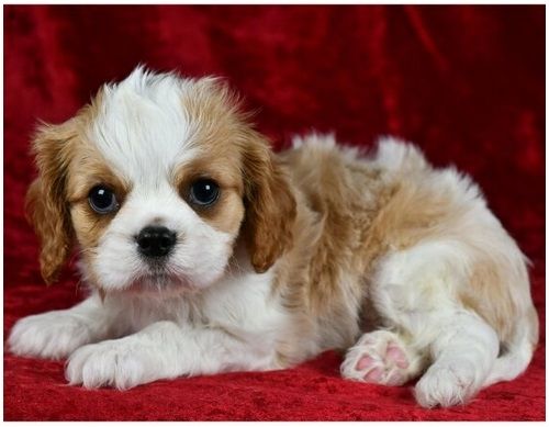 Cavalier King Charles Welpen Wunderschöne,