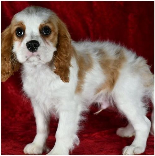 Cavalier King Charles Welpen Wunderschöne,