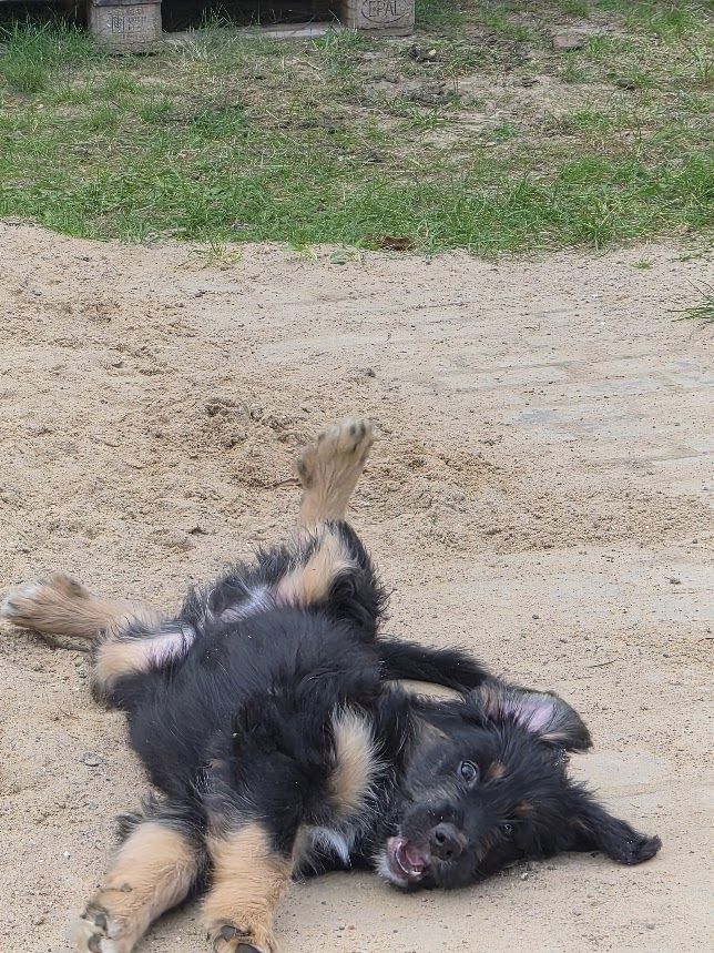 Welpen Wäller / (Briard /Australien Shepherd)