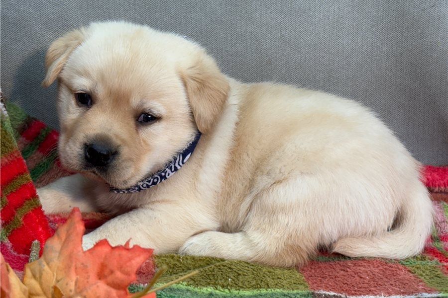 Süße Labrador Welpen mit Papieren