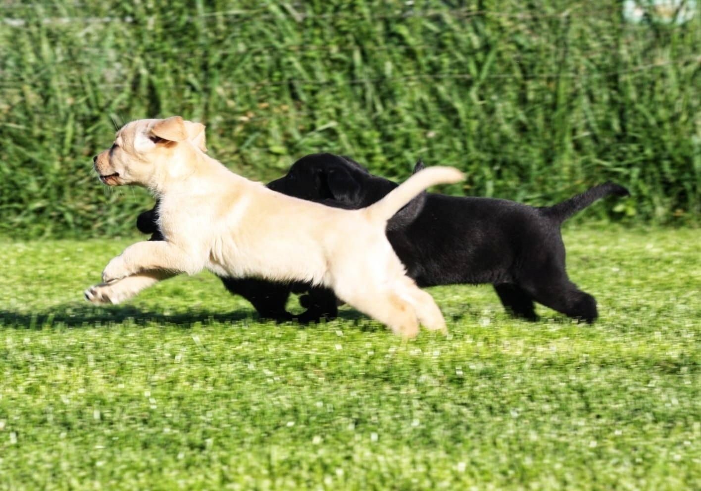 Süße Labrador Welpen mit Papieren