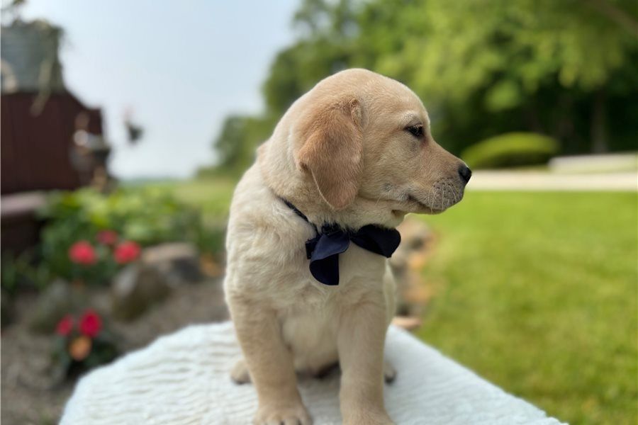 Süße Labrador Welpen mit Papieren