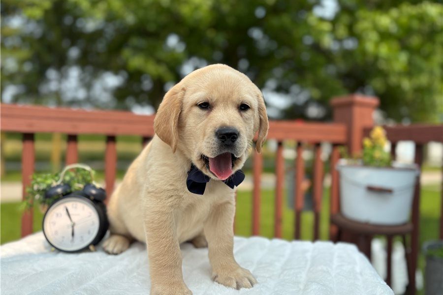 Süße Labrador Welpen mit Papieren