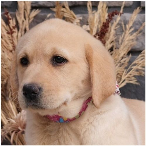 Süße Labrador Welpen mit Papieren