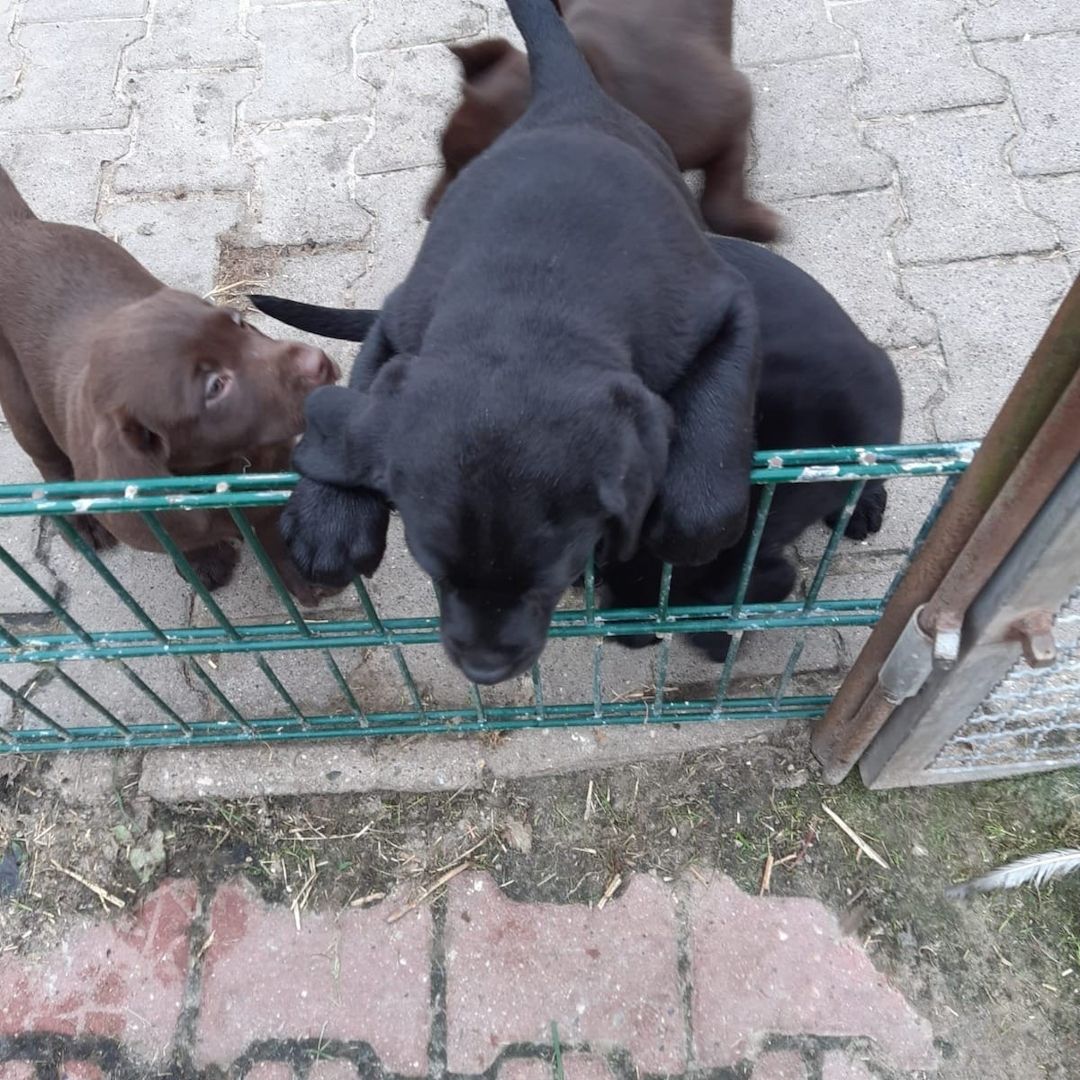 Süße Labrador Welpen mit Papieren