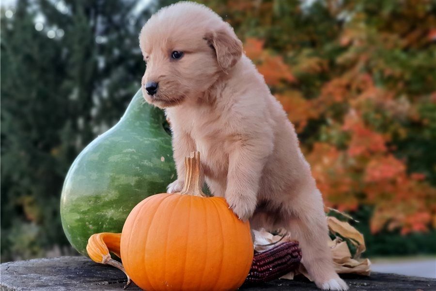 Golden Retriever Welpen suchen Ihre Familie  Welpen mit Ahnentafel