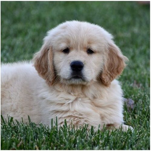 Golden Retriever Welpen suchen Ihre Familie  Welpen mit Ahnentafe
