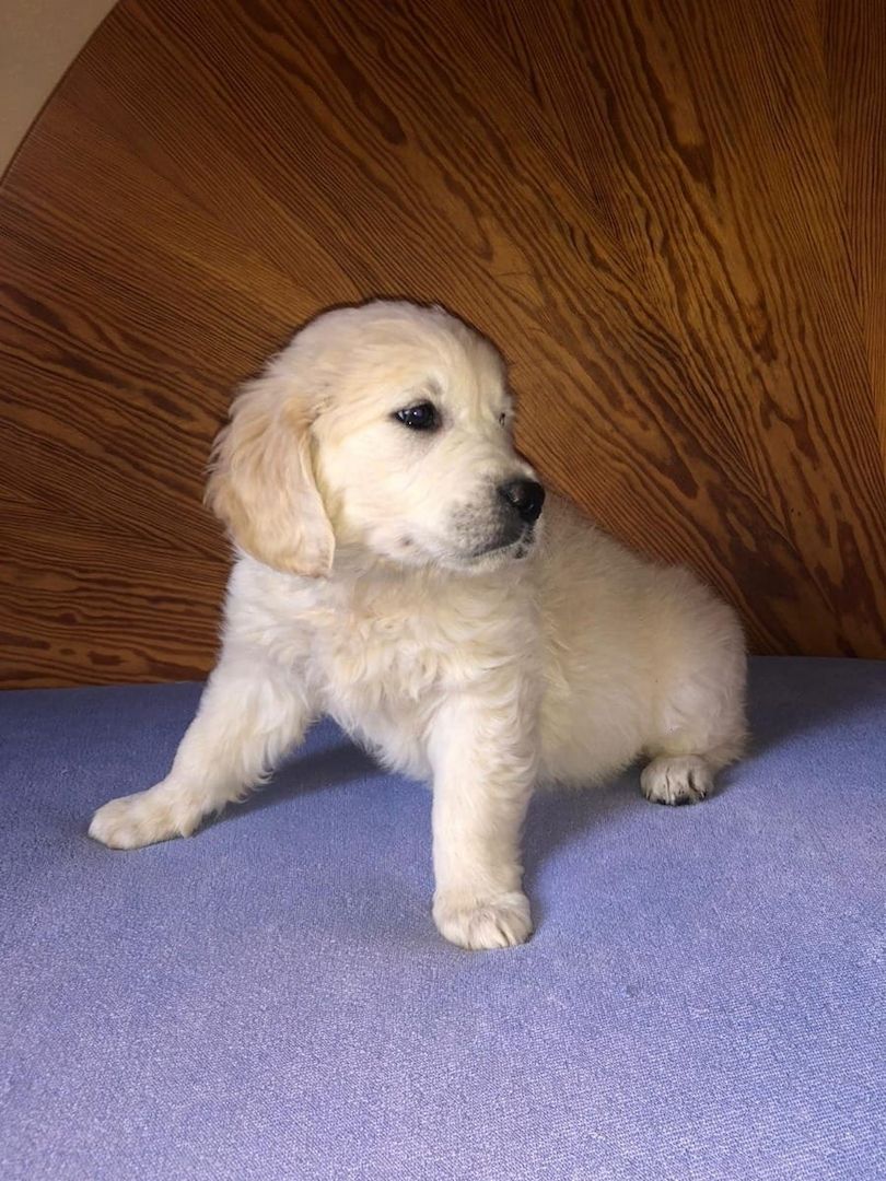 Golden Retriever Welpen suchen Ihre Familie  Welpen mit Ahnentafel